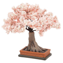 Cherry Blossom in Bloom