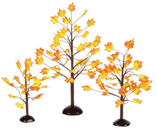 Village Autumn Maple Trees